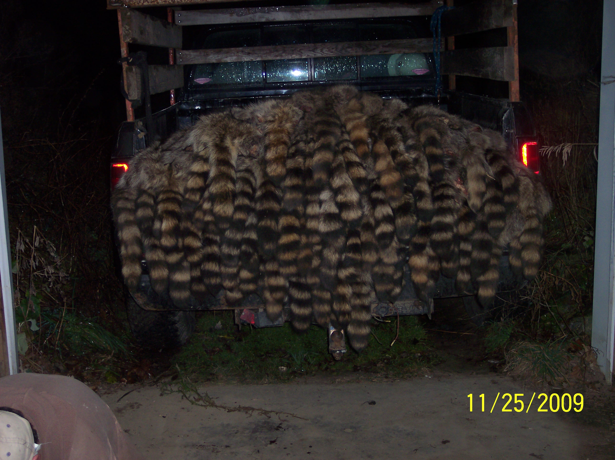 coonhides2009.jpg